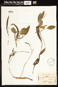 Potamogeton illinoensis image