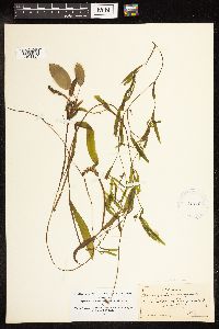 Potamogeton illinoensis image