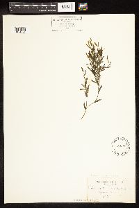 Potamogeton illinoensis image