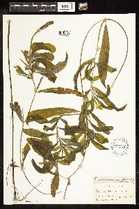 Potamogeton illinoensis image