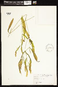 Potamogeton illinoensis image