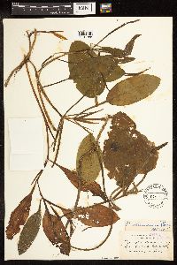 Potamogeton illinoensis image