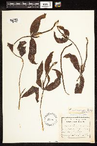 Potamogeton illinoensis image