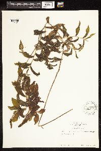 Potamogeton illinoensis image