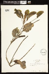 Potamogeton illinoensis image