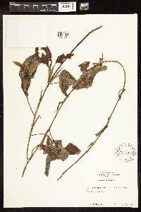 Potamogeton illinoensis image