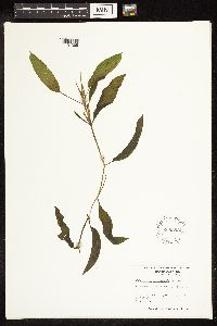 Potamogeton illinoensis image