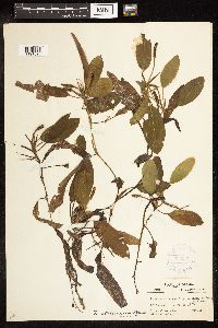 Potamogeton illinoensis image