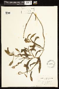 Potamogeton illinoensis image