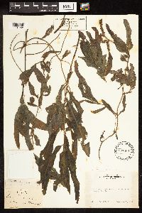 Potamogeton illinoensis image