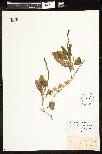 Potamogeton illinoensis image