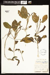 Potamogeton illinoensis image