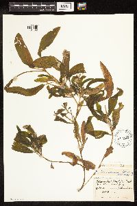 Potamogeton illinoensis image