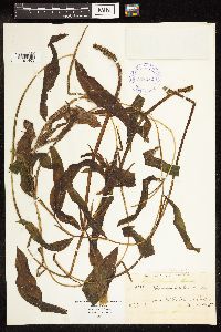 Potamogeton illinoensis image