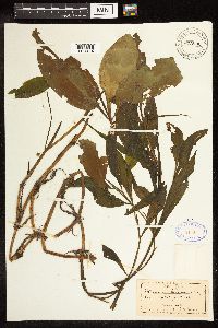 Potamogeton illinoensis image