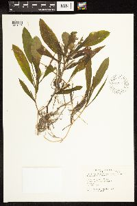 Potamogeton illinoensis image