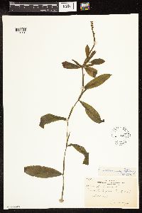 Potamogeton illinoensis image