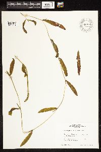 Potamogeton illinoensis image