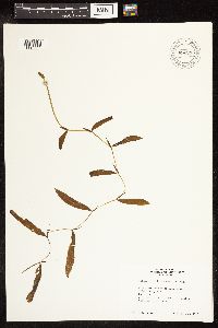 Potamogeton illinoensis image