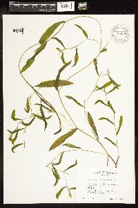 Potamogeton illinoensis image