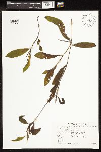 Potamogeton illinoensis image