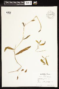 Potamogeton illinoensis image