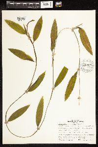 Potamogeton illinoensis image