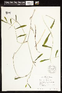 Potamogeton illinoensis image