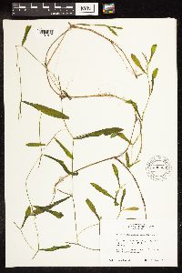 Potamogeton illinoensis image