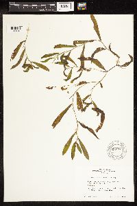 Potamogeton illinoensis image