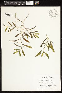 Potamogeton illinoensis image