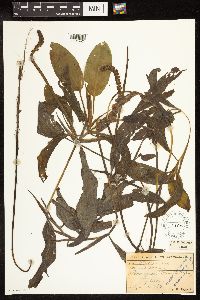 Potamogeton illinoensis image