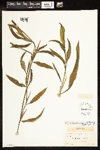 Potamogeton illinoensis image