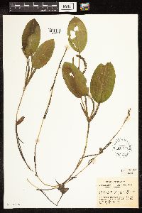 Potamogeton illinoensis image