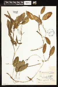 Potamogeton illinoensis image