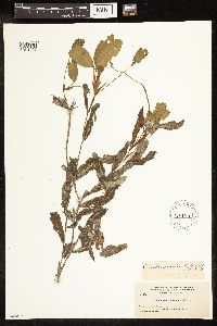 Potamogeton illinoensis image