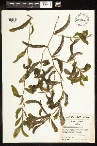 Potamogeton illinoensis image