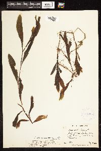 Potamogeton illinoensis image