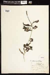 Potamogeton illinoensis image