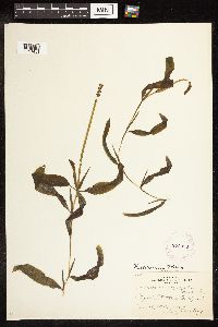 Potamogeton illinoensis image