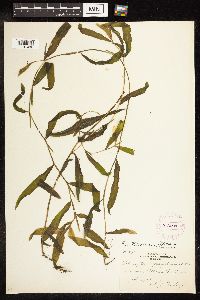 Potamogeton illinoensis image