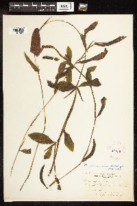 Potamogeton illinoensis image