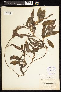 Potamogeton illinoensis image