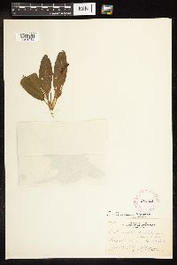 Potamogeton illinoensis image