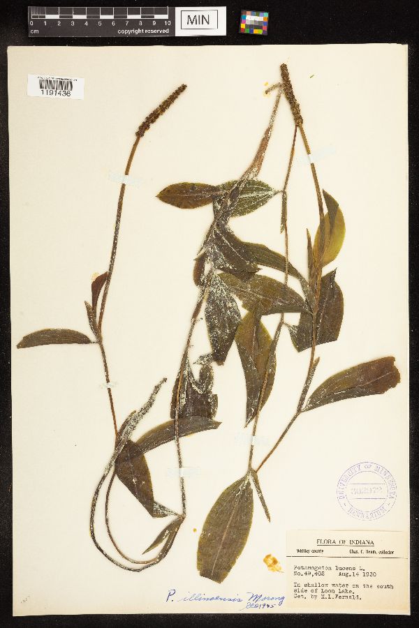 Potamogeton illinoensis image