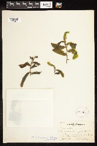 Potamogeton illinoensis image