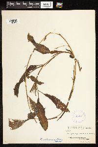 Potamogeton illinoensis image