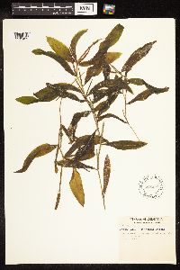 Potamogeton illinoensis image