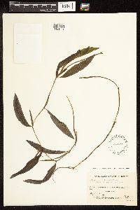 Potamogeton illinoensis image