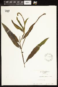 Potamogeton illinoensis image